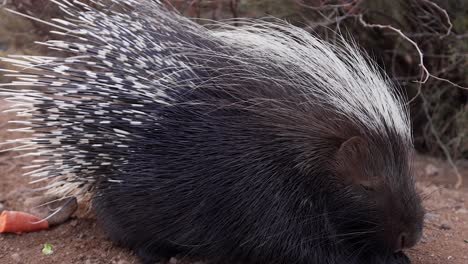 african-porcupine-eating-food-scaps-closeup-slomo