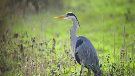 Grey-heron-bird-with-long-neck-standing-majestically-in-wetland-grass