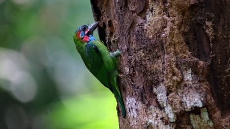 Intensive-Grabarbeiten,-Um-Gerade-Rechtzeitig-Vor-Beginn-Der-Regenzeit-Ein-Nest-Zu-Bauen,-Blauohr-Bartvogel-Psilopogon-Cyanotis,-Thailand