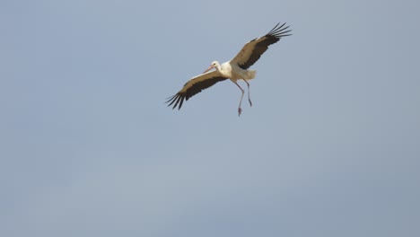 Weißstorch-Schwebt-Im-Sommer-In-Der-Luft-Vor-Blauem-Himmel