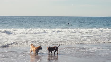 Golden-Retriever-Und-Pitbull-Hunde-Am-Strand-Vor-Meereswellen-Und-Surfern,-Zeitlupe