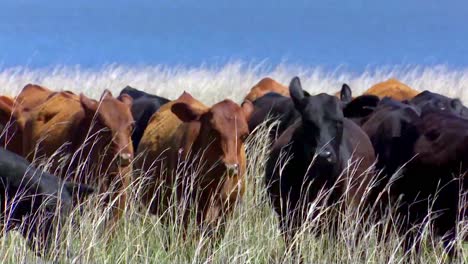 Ganado-Caminando-A-Través-De-Pastos-Verdes-Vacas-Marrones-Y-Negras-Hierba-Soplando-En-El-Viento