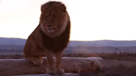 lion-sitting-on-log-breathing-in-the-morning-light