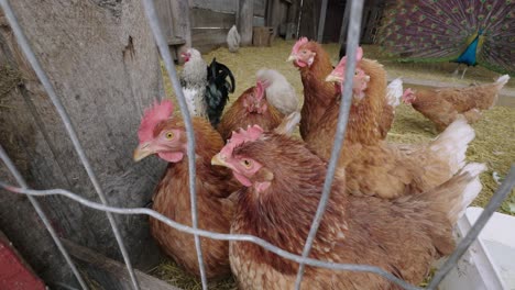 Hühner-Im-Eingezäunten-Gehege-Im-Streichelzoo-Bauernhof
