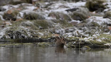 Common-Snipe-Gallinago-gallinago-looking-for-food-in-river-at-winter,-handheld-slow-motion