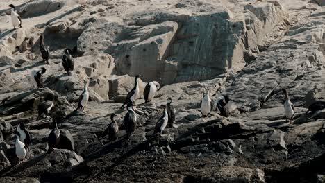 Colony-Of-Cormorants-In-The-Beagle-Channel,-Ushuaia,-Tierra-del-Fuego,-Argentina---Drone-Shot