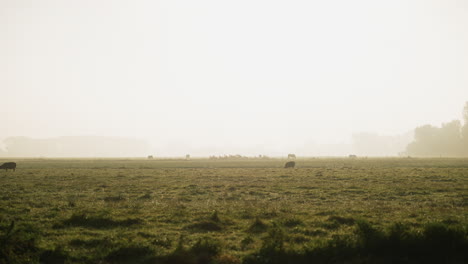 Sheep-grazing-on-misty-Dutch-farmland-meadow-panning-across-early-morning-hazy-sunrise-countryside