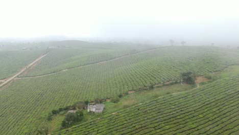 Immense-tea-hills-submerged-in-mist-in-Moc-Chau---Vietnam-Large-tea-hills-in-Vietnam