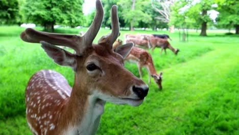 Close-up-shot-of-curious-wild-spotted-brown-deer-chewing-food-in-Phoenix-Park,-Dublin