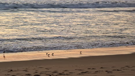 Panoramic-coastline-of-manhattan-beach-USA-birds-eat-by-reflected-sunrise-waves-reaching-the-shore,-white-sand,-natural-urban-environment