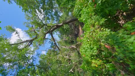 Caño-Oder-Cano-Frio-Fluss-Fließt-Im-Tropischen-Wald,-Samana-In-Der-Dominikanischen-Republik