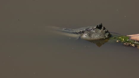 Im-Schlammigen,-Braunen-Ästuarwasser-Nach-Rechts-Blickend-Gesehen,-Goldfleck-Schlammspringer-Periophthalmus-Chrysospilos,-Thailand