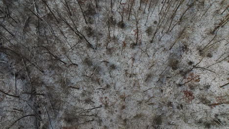 Bare-winter-trees-from-aerial-view-on-Mount-Sequoyah,-Arkansas