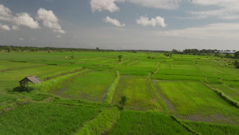 Green-rice-cultivated-fields-on-windy-day,-Bali-in-Indonesia