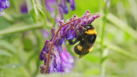 White-tailed-bumblebee-looking-for-nectar-on-flower-on-windy-sunny-day-in-garden