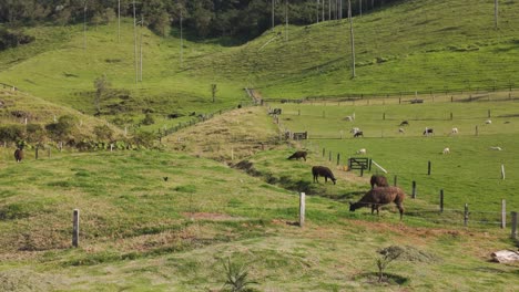 Alpacas,-Llamas-Y-Cabras-Se-Reúnen-En-Corrales-Debajo-De-Una-Colina-De-Hierba-Con-Altas-Palmeras-Que-Llegan-Al-Cielo,-Valle-De-Cocora