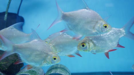 Tinfoil-barb-fish-in-aquarium-tank