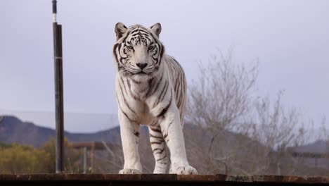 Weißer-Tiger-Leckt-Sich-Die-Lippen-Zeitlupe-Wildtierschutzgebiet