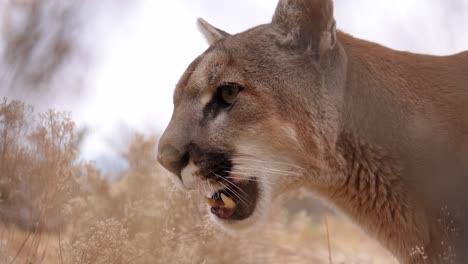 Cougar-Leckt-Die-Lippen-Nahaufnahme-Zeitlupe-Scharfe-Zähne