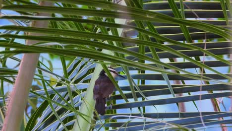 Bicolored-Wren-hopping-between-the-leaves-of-a-palm-tree,-bird-watching