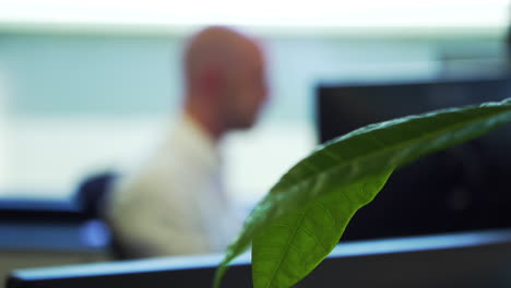 Bald-caucasian-man-sitting-behind-computer-screens-in-office,-pull-focus
