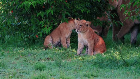 Family-Of-Lions-Rest-In-The-Shade-Of-A-Bush-In-Maasai-Mara,-Kenya,-Africa