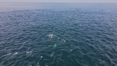 Pod-of-common-dolphins-swim-and-splash-along-surface-as-they-go,-aerial