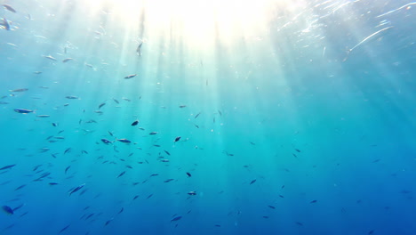 Unterwasser-Tauchansicht-POV-Gruppe-Fischschwarm,-Sonnenstrahlen-Reflektieren-Unter-Wasser
