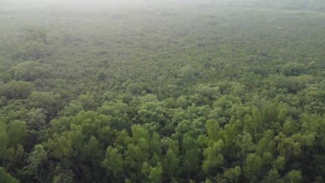 Ariel-view-shot-of-Sundarban,-which-is-one-of-the-biggest-tiger-reserve-forest-in-Asia