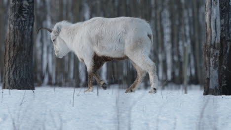 Nahaufnahme-Eines-Weiblichen-Dall-Schafes,-Das-Durch-Verschneite-Bergwälder-Im-Yukon,-Kanada,-Streift