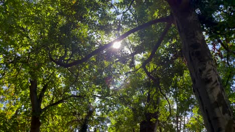 Sunbeam-peeking-through-dense-trees,-Low-angle-view-of-Lush-forest