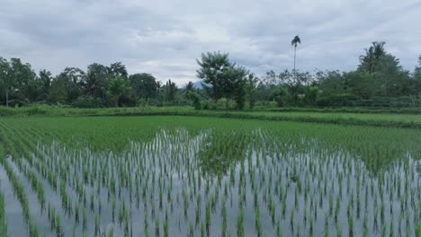 Luftaufnahme-Einer-Drohne-Im-Tiefflug-über-Reisfeldern-In-Ubud,-Bali,-Wobei-Sich-Der-Himmel-Im-Wasser-Spiegelt