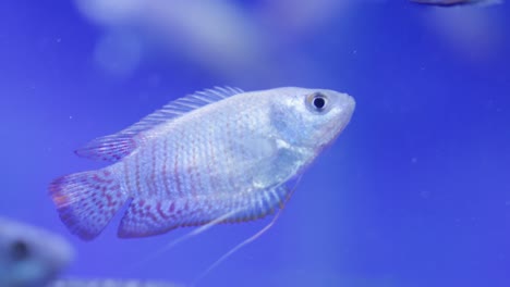 Paradisefish,-Paradise-Gourami-Fish-Swim-Still-In-Blue-Aquarium-Water,-Close-Up