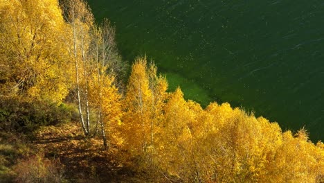 Autumn-season-yellow-colored-trees-on-lakeside-of-Wairepo-Arm-lake,-aerial
