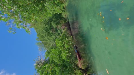 Aerial-drone-FPV-flying-low-altitude-over-turquoise-waters-of-Caño-Frio-river-in-exotic-forest,-Samana-in-Dominican-Republic