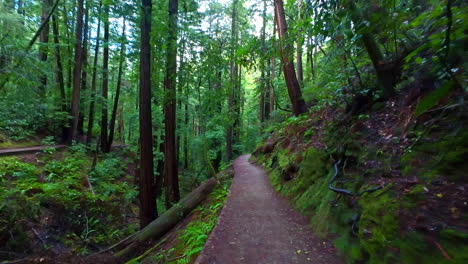 Muir-Woods-National-Monument,-Spaziergang-Entlang-Des-Pfades-In-Zeitlupe-Mit-Grünem-Laub