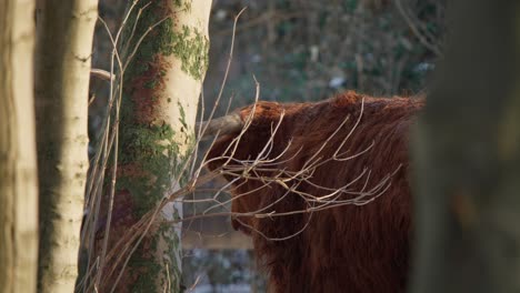 Hochlandkuh-Hinter-Ästen-Im-Winterwald,-Mit-Dem-Rücken-Gedreht