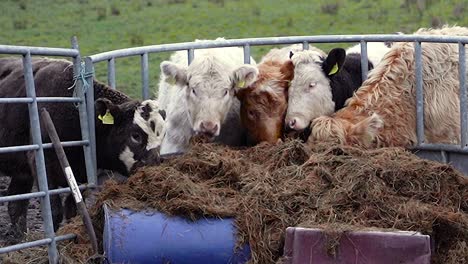 Cattle-Cows-Feeding-On-A-Dairy-Farm,-Close-up-Shot