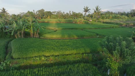 Aerial-Drone-Shot-flying-over-rice-paddies-at-Sunrise-in-Ubud-Bali-with-Palm-Trees-on-the-Horizon
