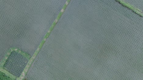 Toma-De-Drones-De-Arriba-Hacia-Abajo-Volando-Sobre-Arrozales-En-Ubud-Bali-Con-Agua-Y-Reflejos