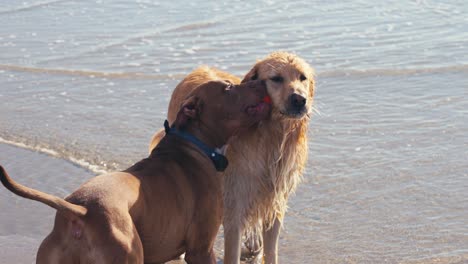 Couple-of-Dogs-on-Beach-on-Sunny-Day,-Pitbull-With-Ball-in-Mouth-and-Golden-Retriever-Shaking-Off-Water