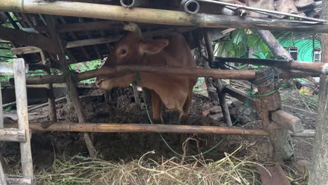 Ongole-crossbred-cattle-or-Javanese-cow-in-the-cowshed-in-Indonesia-in-traditional-farm,-Indonesia