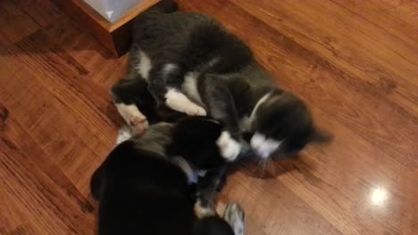 Cute-puppy-and-kitten-playing-and-ruffhousing-together-on-a-wood-floor