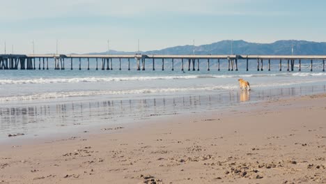 Golden-Retriever-Hund-Rennt-Und-Fängt-Ballspielzeug-Im-Flachen-Meerwasser-Am-Sandstrand,-Zeitlupe