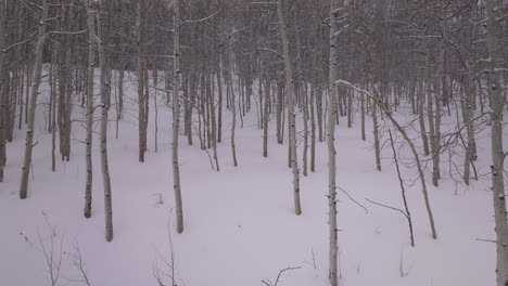 Nevado-Ventisca-Frío-Polvo-Invierno-Bosque-De-álamos-Masa-De-Nieve-Condado-De-Pitkin-Desierto-Nublado-Gris-Aéreo-Zumbido-Montañas-Rocosas-Colorado-Basalto-Carbondale-Sopris-Granate-Campanas-Ashcroft-Lentamente-Movimiento-Hacia-Adelante