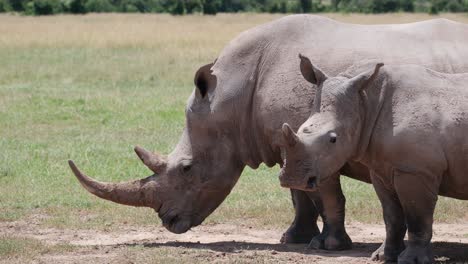 Ein-Weibliches-Und-Ein-Halbwüchsiges-Kalb-Des-Südlichen-Breitmaulnashorns-Im-Ol-Pejeta-Conservancy-In-Kenia