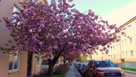 Cherry-tree-with-pink-flowers-on-street-in-Stockholm-in-springtime