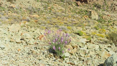 Alhelí-Púrpura-Erysimum-Scoparium-Creciendo-En-El-Parque-Nacional-Del-Teide