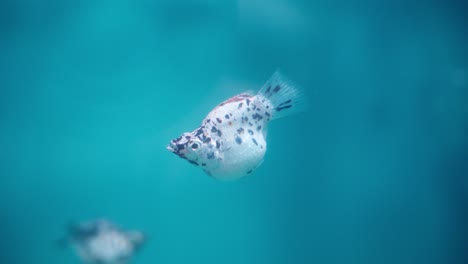 Nahaufnahme-Eines-Ballonkärpflings,-Der-Im-Sprudelnden-Aquarienwasser-Schwimmt