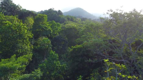 Approaching-drone-shot-descending-over-the-towering-trees-in-the-jungle-of-a-national-park-rainforest-in-Minca,-Colombia-in-South-America